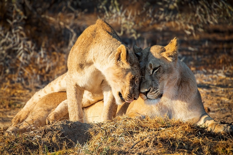 A Daughters Love (Wild Lions) - Big Cats