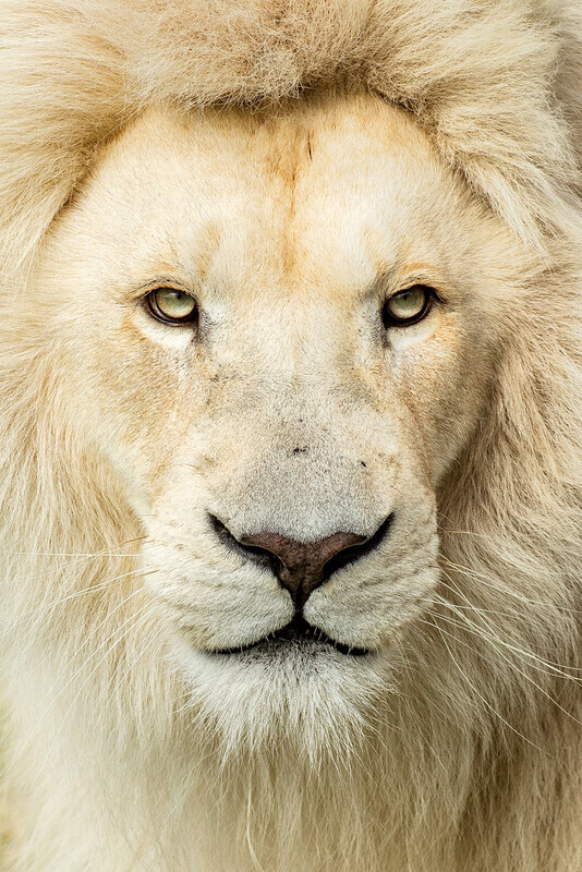 white-lion-portrait - South Africa 2020