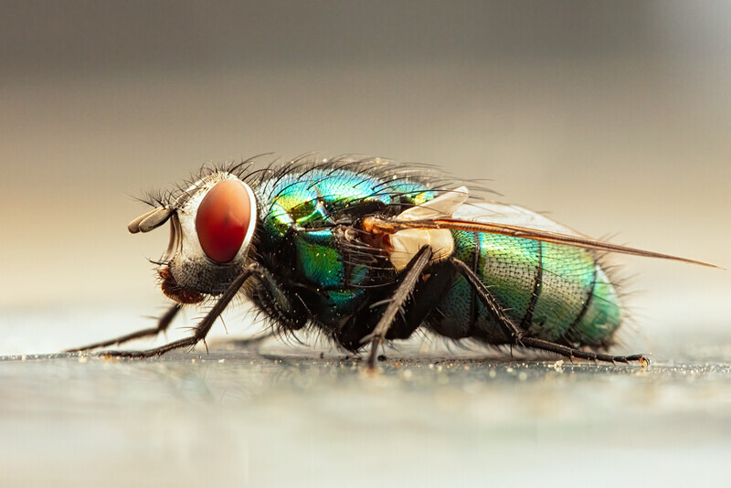 Green-Bottle-Blowfly - Recent Work