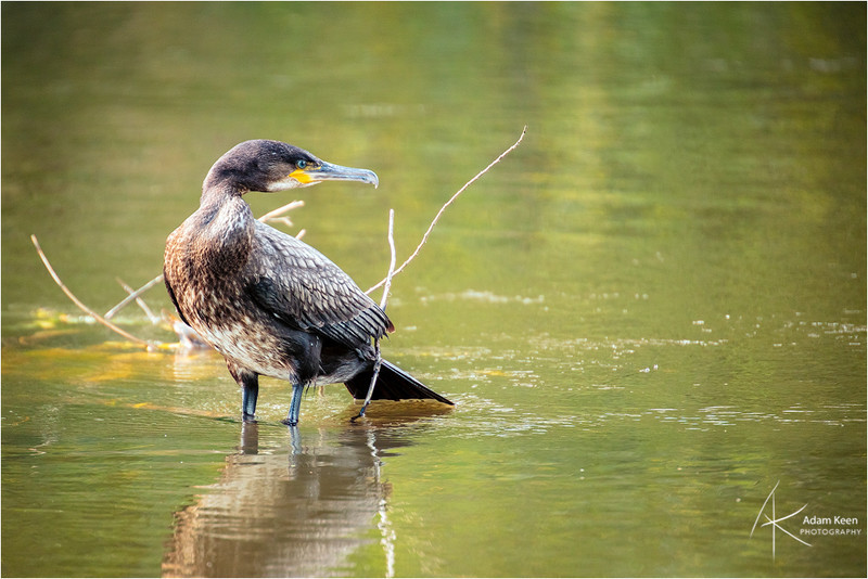 41 of 52: Juvenile Cormorant - 1 out of 52 project 2018