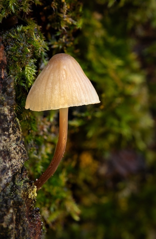 golden-shroom - 1/52 2021