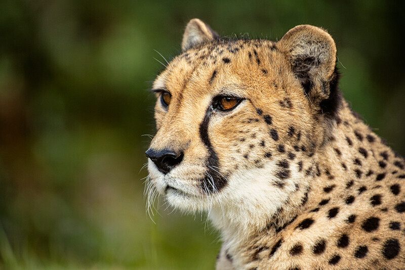  - Big Cats