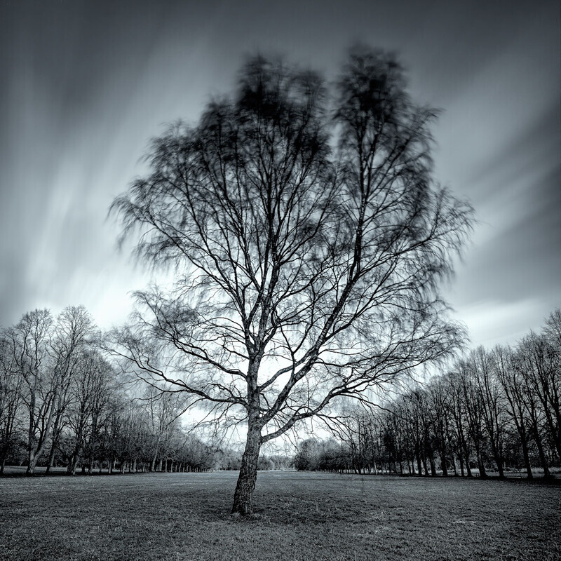 with-the-wind - Recent Work