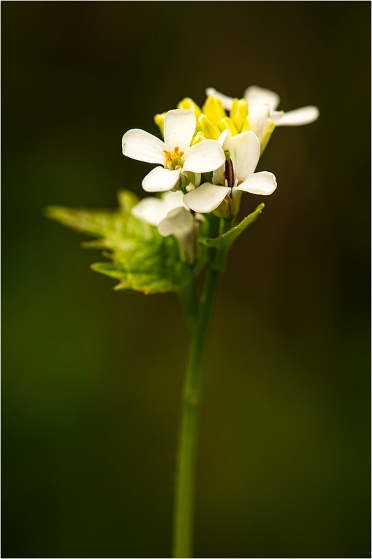Garlic-Mustard - Wild Flowers (Lockdown in Spring)