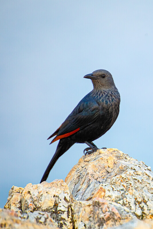 red-winged-starling - South Africa 2020