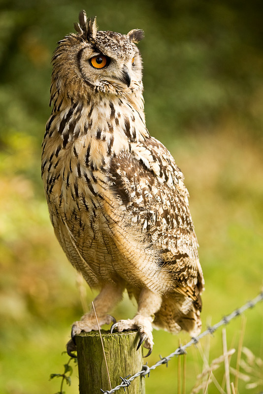 Sitting Proud - Nature