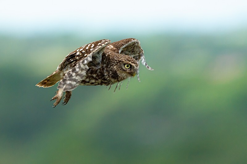 Flight - Little Owls