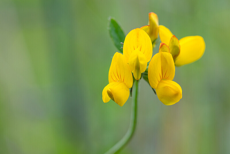 28/52: common-birds-foot-trefoil - 1 in 52 Project 2020
