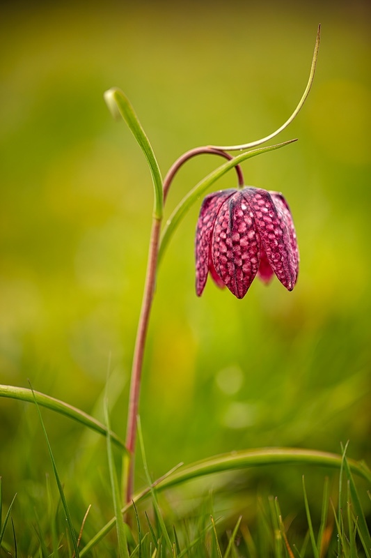 16/52 Snake's Head Fritillary - 1 in 52 Project 2020