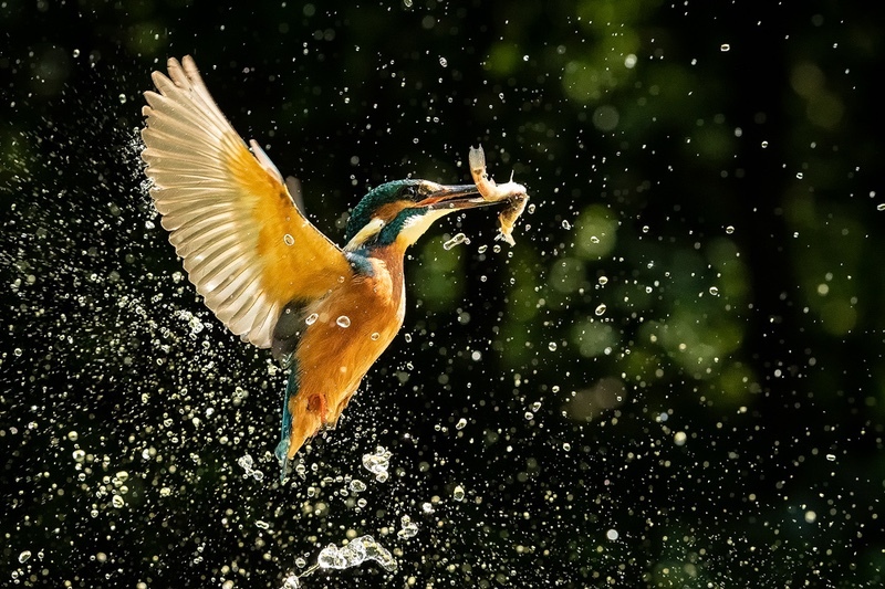  - Nature