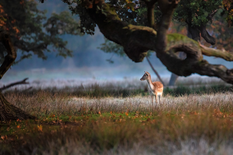 40 of 52: Autumns Fawn - 1 out of 52 project 2018