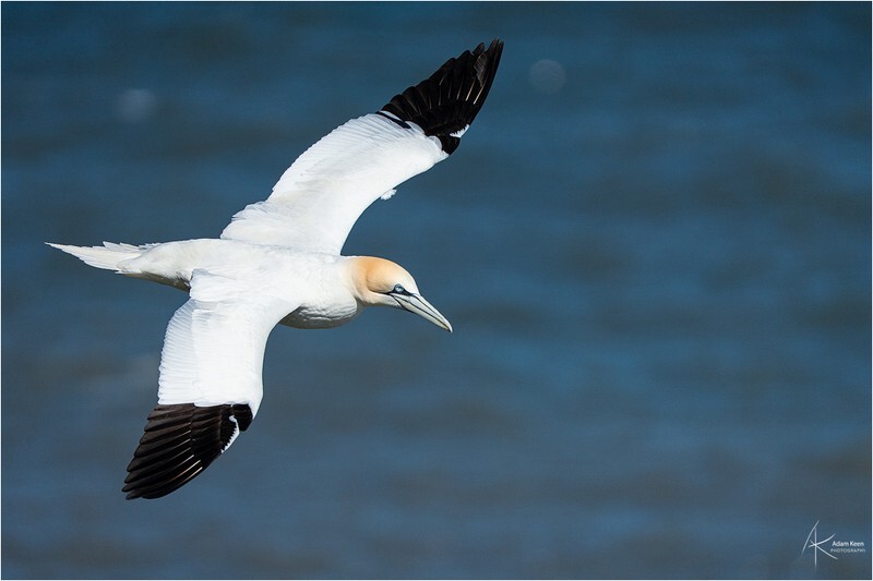 Glide - Bempton Gannets
