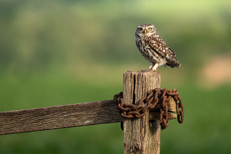 Unchained - Little Owls