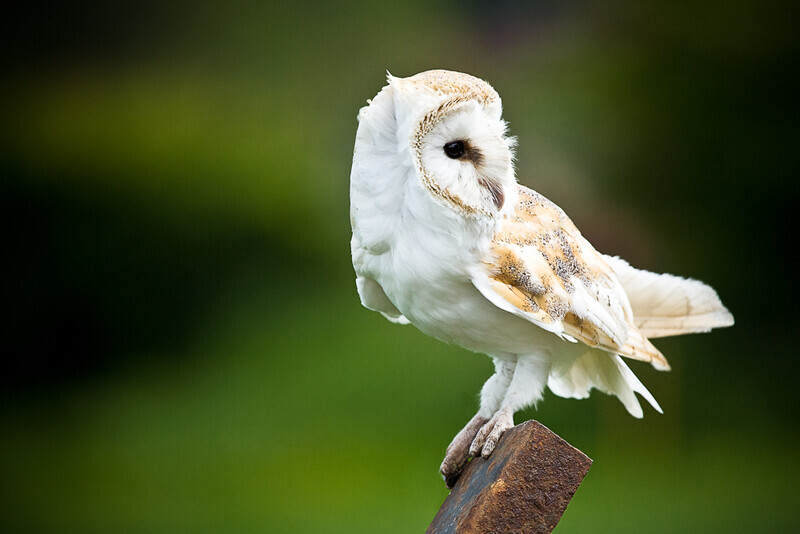 September - Barn Owl, Arley - A Keen Calendar 2020 for Africa Impact