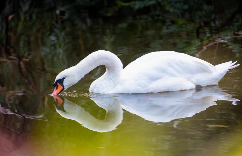37 of 52: Swan, Northwich - 1 out of 52 project 2018