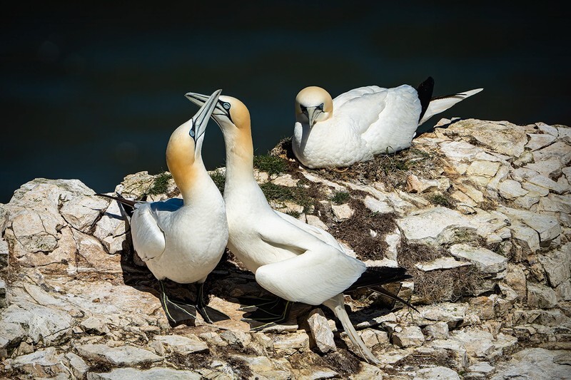 Threes A Crowd - Bempton Gannets