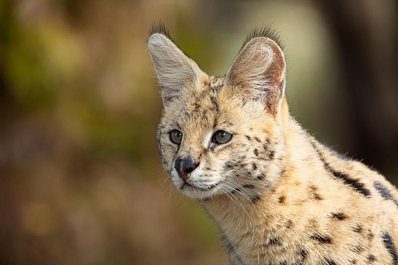 A Point of Attention (Serval) - Big Cats