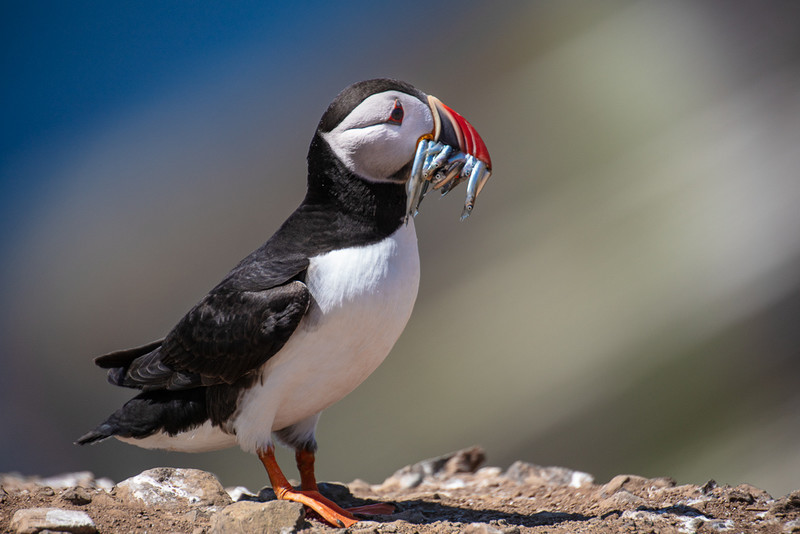 25 of 52: Puffin, Skomer Island - 1 out of 52 project 2018