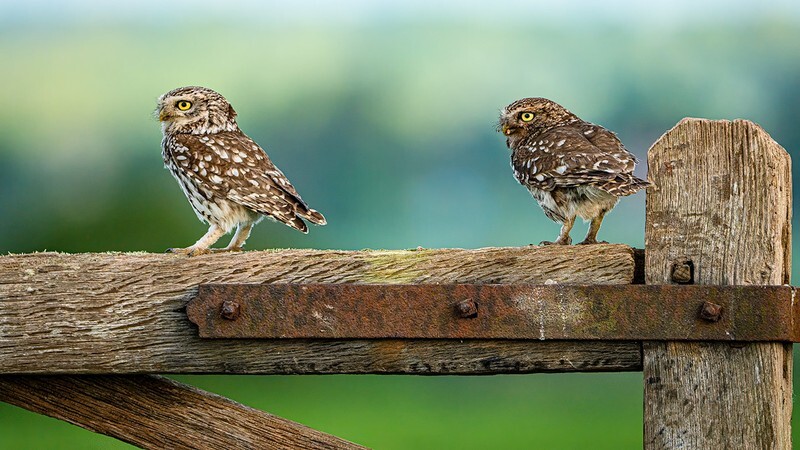 Seeing Double - Little Owls