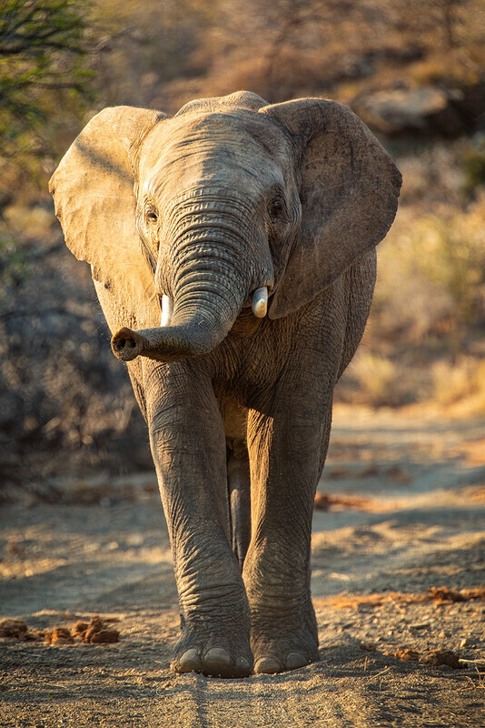 checking-us-out - South Africa 2020