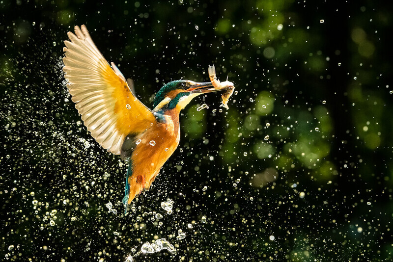 July - Kingfisher with two fish, Loggerheads - A Keen Calendar 2020 for Africa Impact