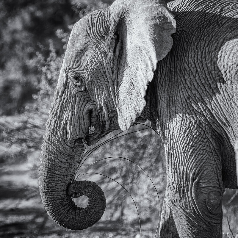 old-girl - South Africa 2020