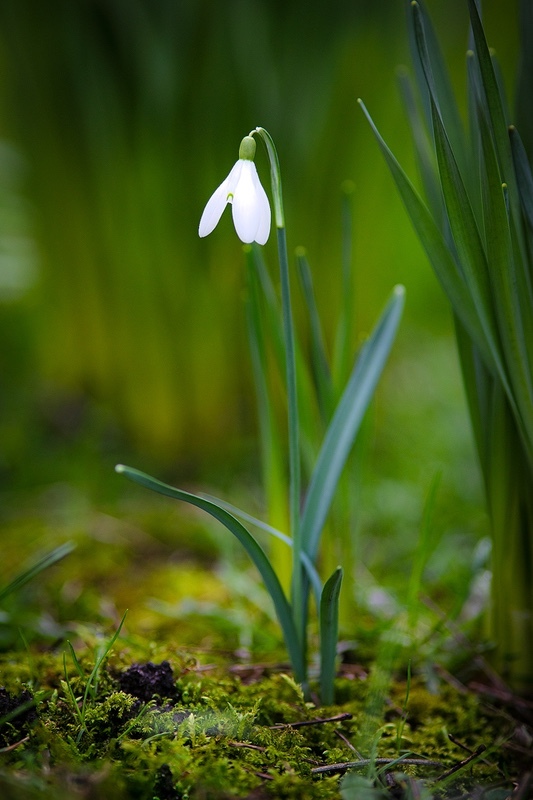 8/52 An early sign of spring - 1 in 52 Project 2020