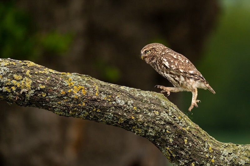 The Trot - Little Owls