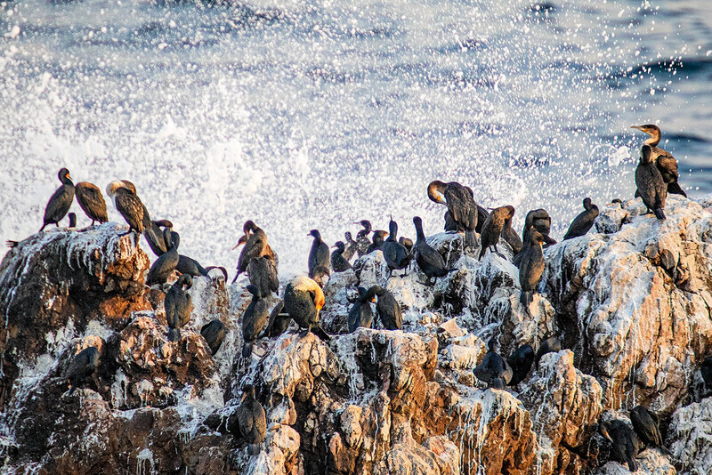 cormorants-meeting-place - South Africa 2020