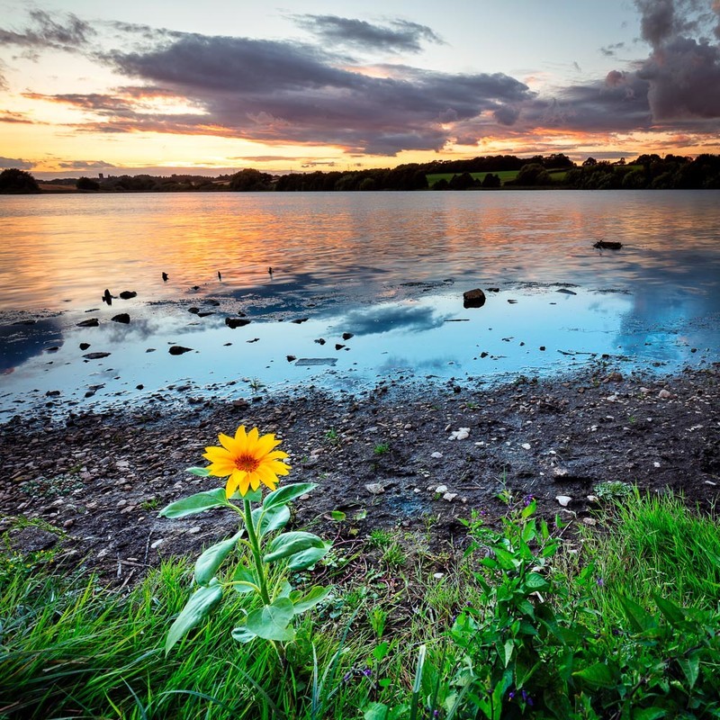 33 of 52: Pickmere Lake - 1 out of 52 project 2018