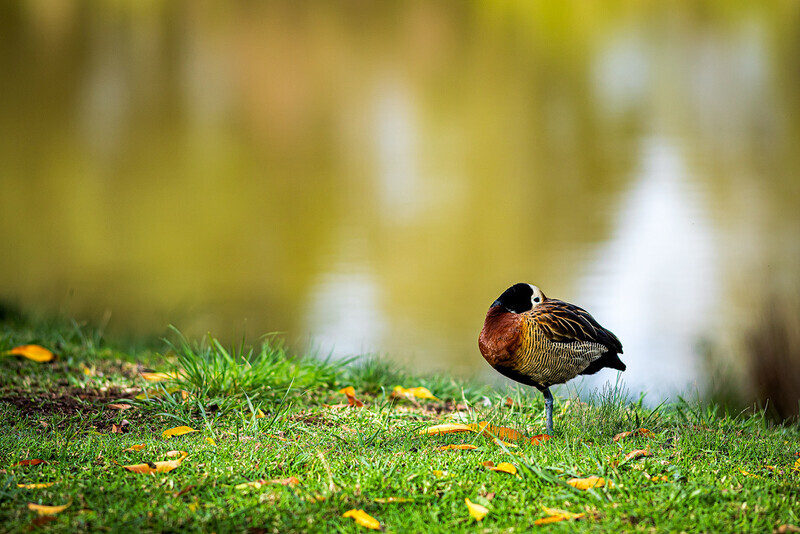 sleeping-with-one-eye-open-white-faced-duck - South Africa 2020