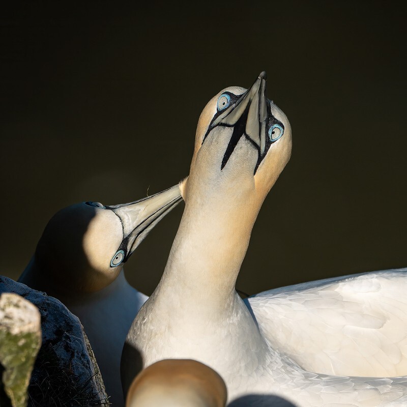 Drama Queen - Bempton Gannets