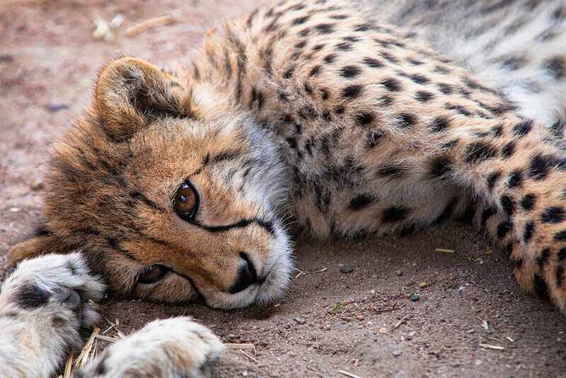 lazing - South Africa 2020