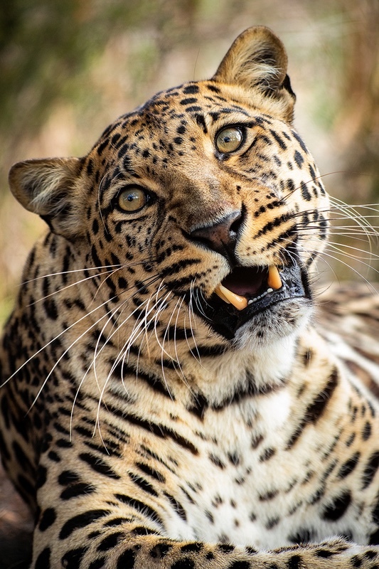 Leopard Portrait - Big Cats