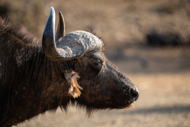 wildebeast-profile - South Africa 2020