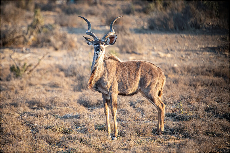 kudu-before-the-flight - South Africa 2020