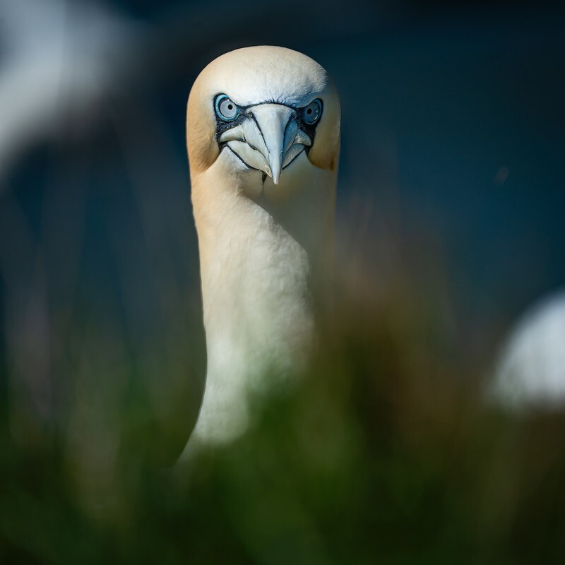 WTF You Lookin' At? - Bempton Gannets