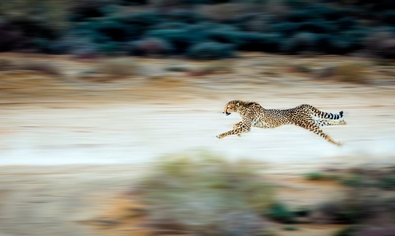 At Full Stretch (cheetah)