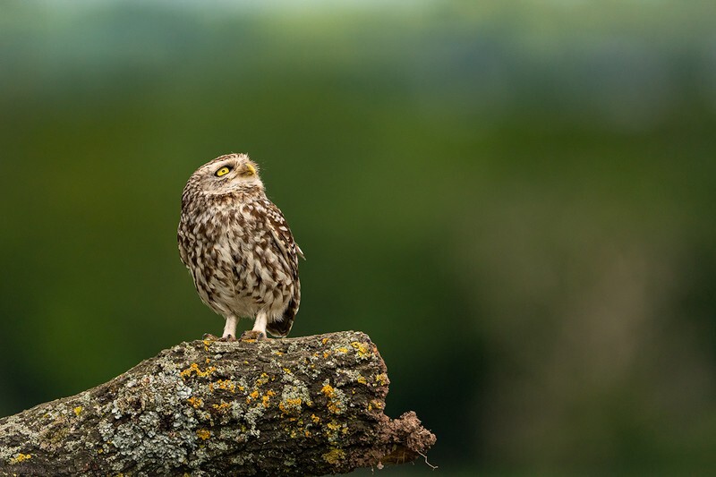 Cautious - Little Owls