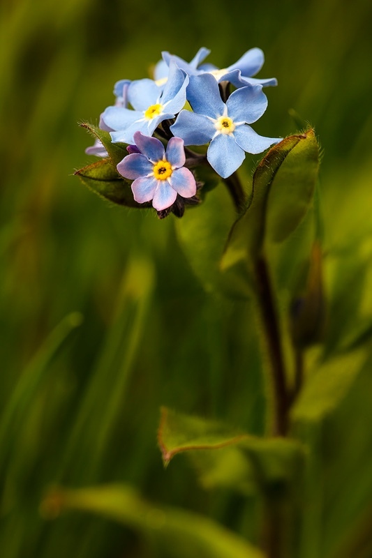 Wood Forget-Me-Not - Wild Flowers (Lockdown in Spring)