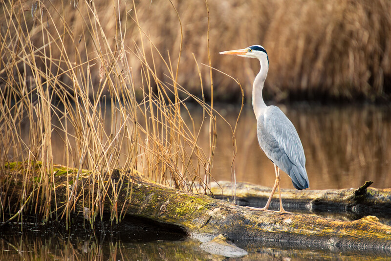 May - Grey Heron, Vale Royal Locks - A Keen Calendar 2020 for Africa Impact