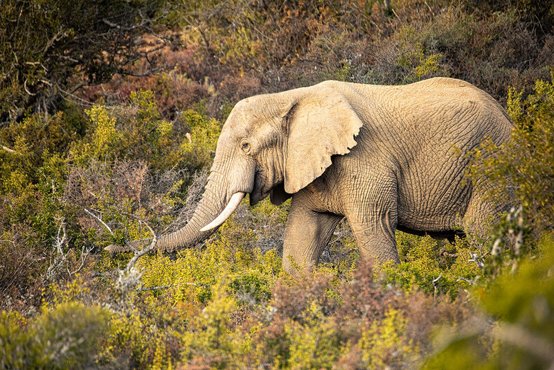 amongst-the-thicket - South Africa 2020