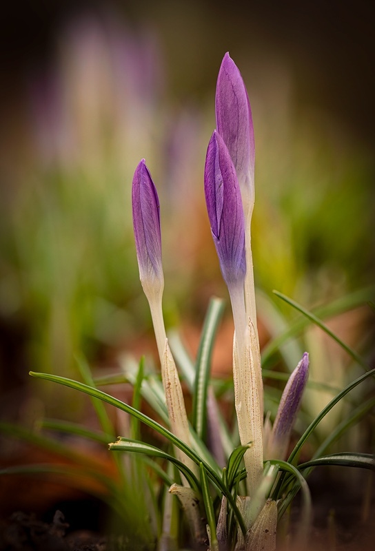 signs-of-spring - 1/52 2021