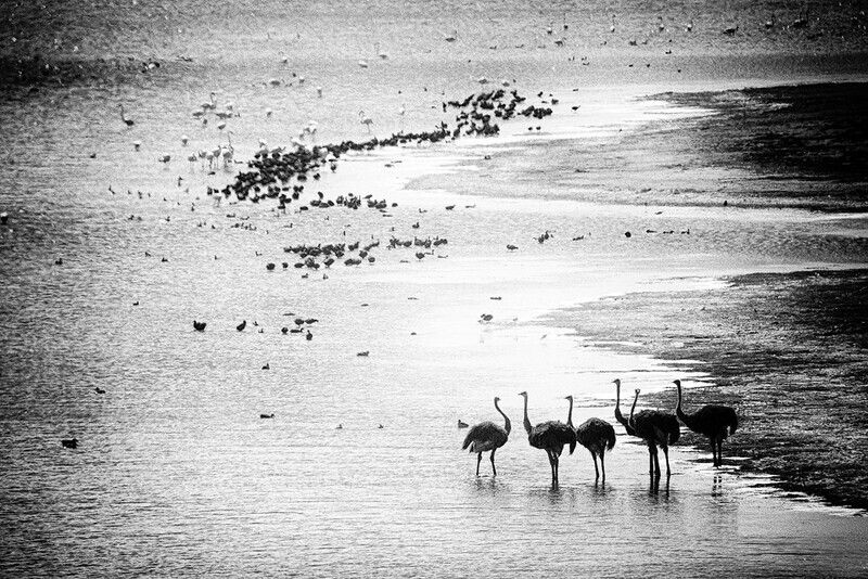 ostrich-watering-hole-pinhole-mono - South Africa 2020