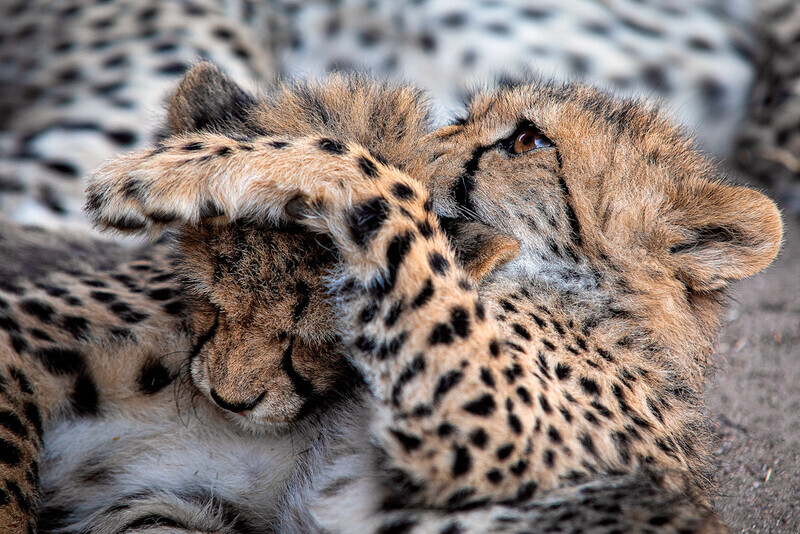 cubs-at-play - South Africa 2020