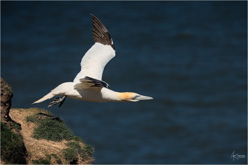 Gannet Launch - Bempton Gannets