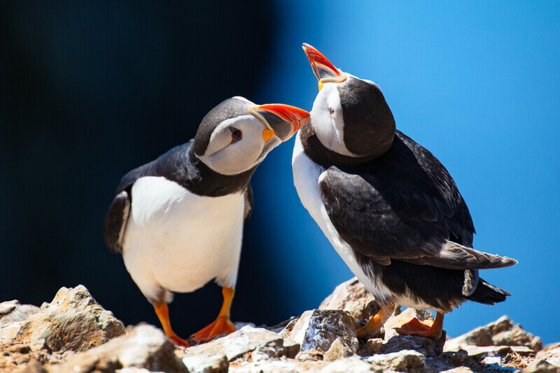 June - Puffins, Skomer Island - A Keen Calendar 2020 for Africa Impact