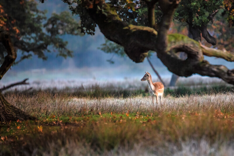 October - Doe, Dunham Massey - A Keen Calendar 2020 for Africa Impact