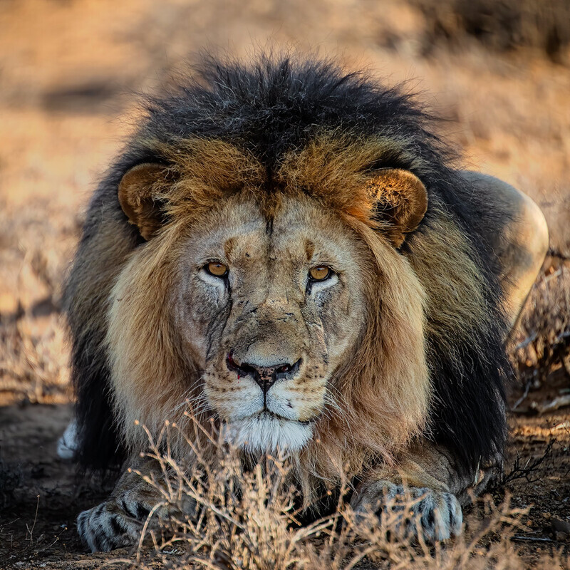 scared-sylvester - South Africa 2020
