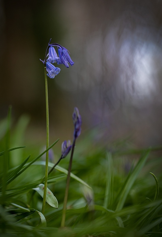 early-bloomer - 1/52 2021
